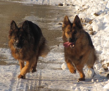 altdeutsche schferhunde, fari, akira - 2, 29.01.2011