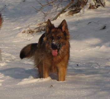 altdeutsche schferhunde akira 29.01.2011- 47