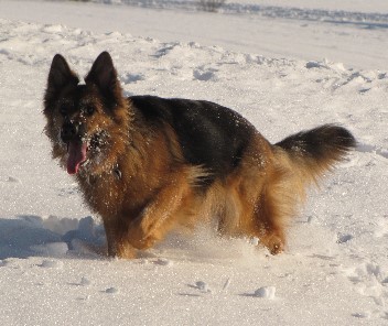 altdeutsche schferhunde akira 29.01.2011 - 75
