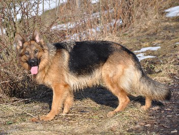 altdeutscher schferhund akira 07.02.2011- 31