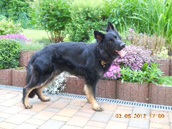 013 brix balu juni 2012