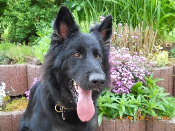014 brix balu juni 2012