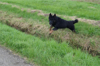 10612784_813026815396960_7799216021479529594_n frodo september 2014