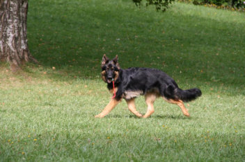 10638150_10201723880332564_88112305_n garmont asko august 2014
