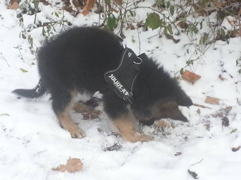 10882137_761283950616670_7654920398348898104_n hasko 28.12.2014