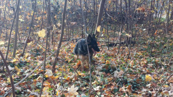 11148792_915975338456233_6861655918915210985_n hannah nala november 2015
