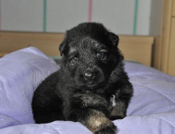 12.10.2011 braun 3 wochen alt - 54