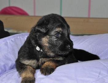 12.10.2011 grau 3 wochen alt - 16