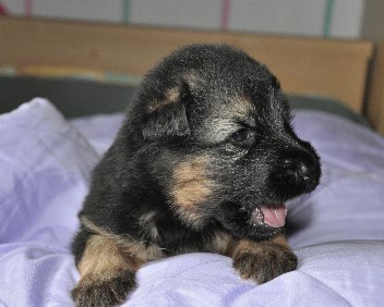 12.10.2011 ohne 3 wochen alt- 43