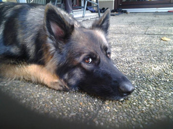 12003404_890198147737376_2576578557994491599_n franzi september 2015