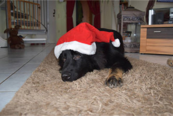 12369252_967619703331040_6533414339593645726_n ivo weihnachten 2015