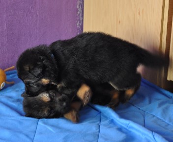 15.10.2011caruso - 15