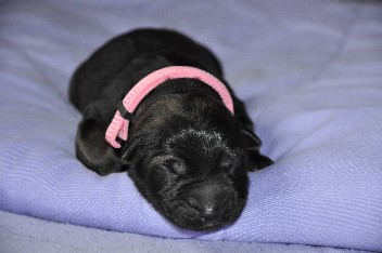 17.06.2012 h�ndin rosa - 42