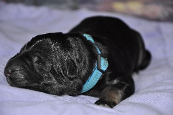 17.06.2012 r�de blau - 34
