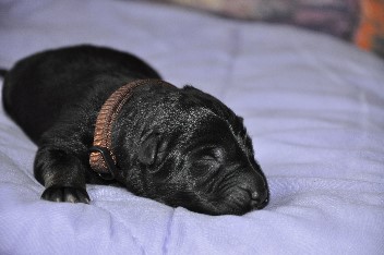 17.06.2012 r�de braun - 47