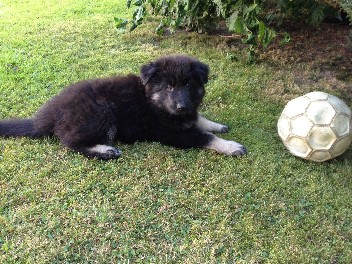 1diego 13.08.2012