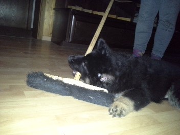 20131126_182147frodo 02.12.2013