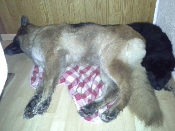 20131128_205422frodo im neuen zuhause