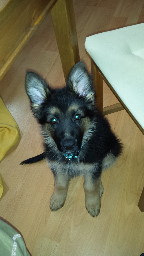 20140307_074831gizmo m�rz 2014