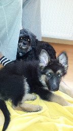 20140307_104452 gizmo m�rz 2014