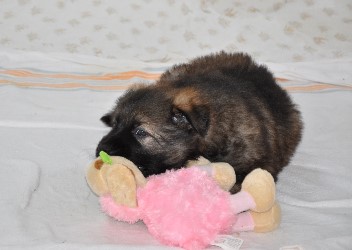 22.07.2012darja - 9