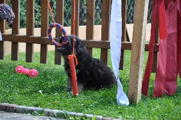 25.07.2012dragon - 10
