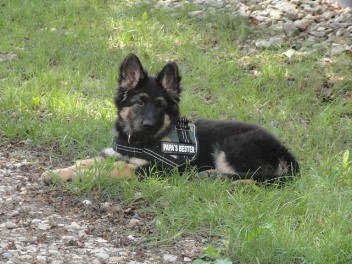 4 barani07.08.2011