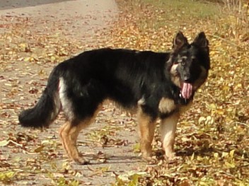 5barani 11.2011