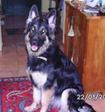 BILD0005 baskia 22.01.2012