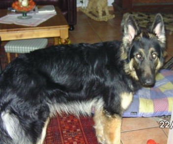 BILD0006 baskia 22.01.2012