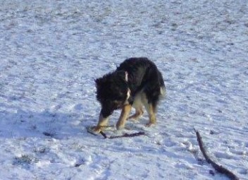 BILD0027 baskia februar 2012