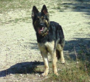 BILD0092baskia august2012