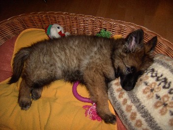 BILD28661franzi im neuen zuhause