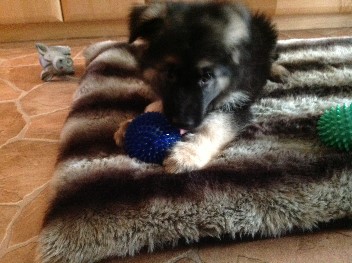 Bild 025enjo 17.03.2013