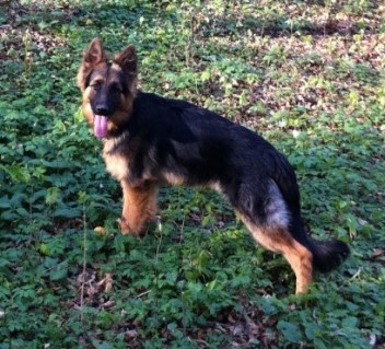 Bild 1051chicco 11.04.2012