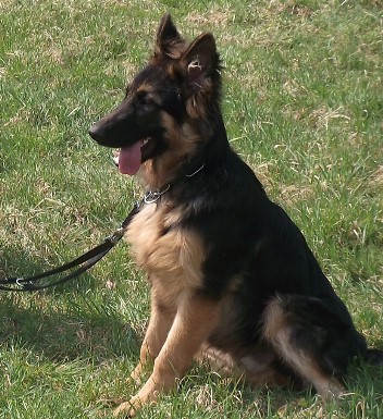 DSCF0416 caruso 07.04.2012