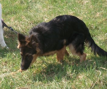 DSCF0417 caruso 07.04.2012