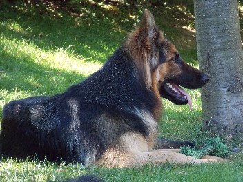 DSCN0134 chayna august 2012