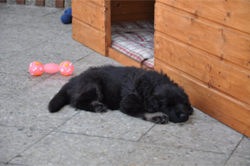 DSC_0005 14.06.2015 