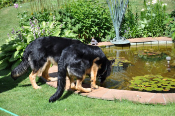 DSC_0008 gira, ronja 04.07.2014