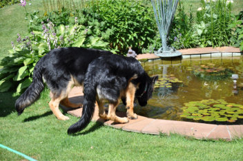 DSC_0009 gira,ronja 04.07.201404