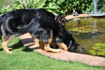 DSC_0010 gira, ronja 04.07.2014