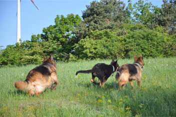 DSC_0014 fari, akira, ronja 04.05.2014