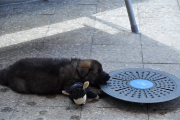 DSC_0021 14.06.2015 