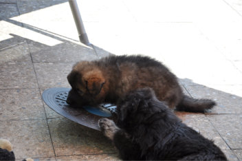 DSC_0024 14.06.2015 