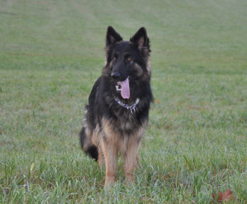 DSC_0026 ronja 22.10.2015