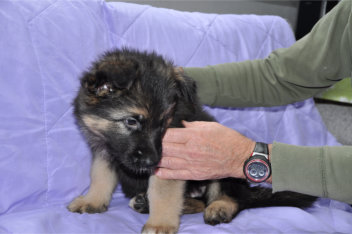 DSC_0031 r�de halsband gelb 7 wochen alt 11.12.2014