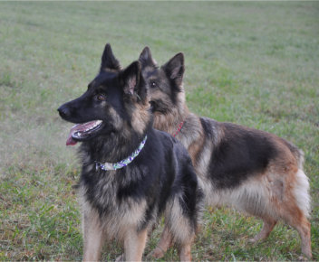 DSC_0038  ronja 22.10.2015