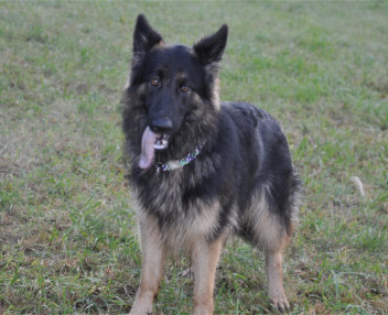 DSC_0040  ronja 22.10.2015