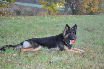 DSC_0041  ronja 22.10.2015